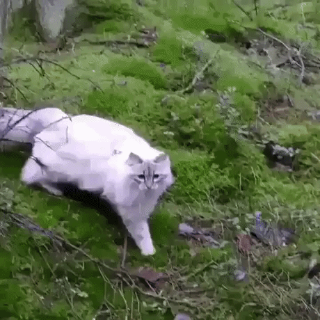What Is Gravity in animals gifs