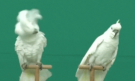 Surprised Bird GIF - Find & Share on GIPHY