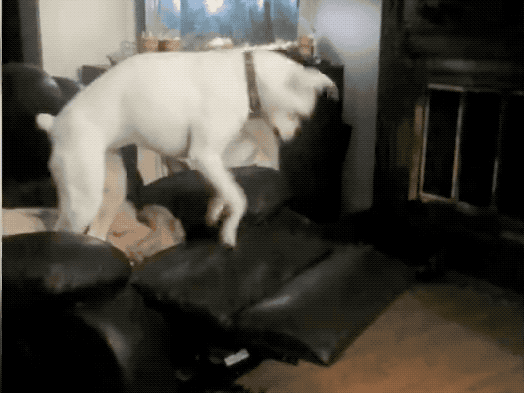 dog recliner chair