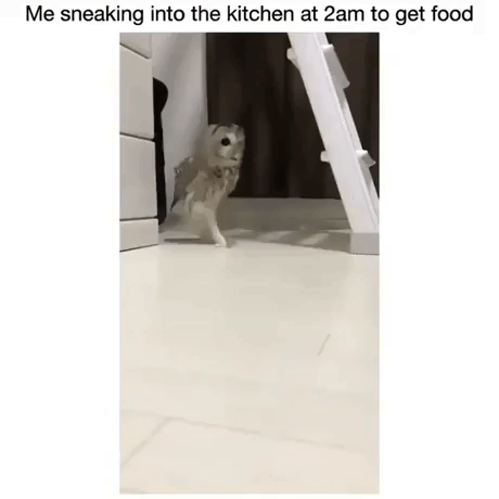 Sneaking Into Kitchen At 2AM in animals gifs