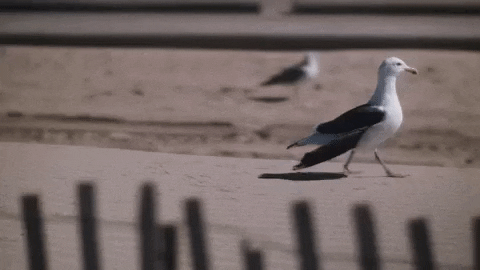 Weezer walking seagull stroll music video