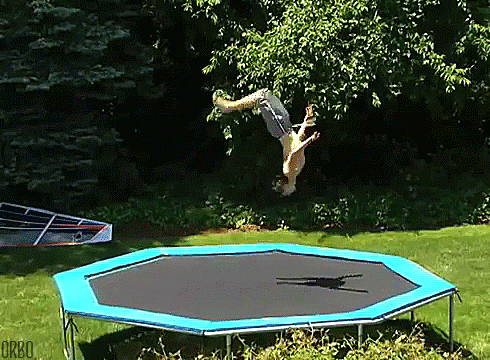 Wait For It Back Flip GIF by April Fools - Find & Share on GIPHY