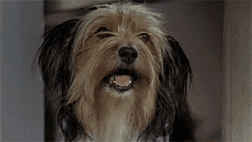 Yorkshire Terrier GIFs - Find & Share on GIPHY