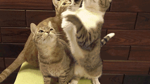What Did you Do to me? best Gif
