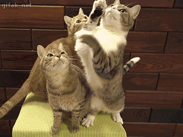Mad Cats GIF by Cheezburger - Find &amp; Share on GIPHY