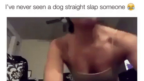 Dog Slap Hooman