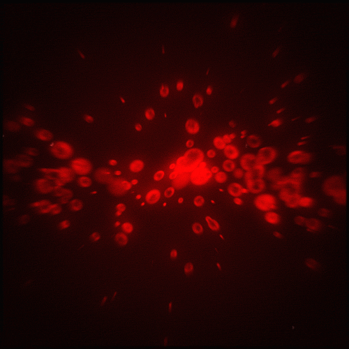 Glow Red Blood Cells GIF by Erica Anderson - Find & Share on GIPHY