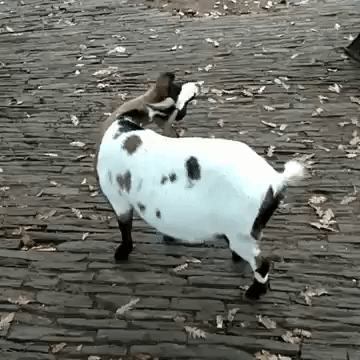 Goat GIFs - Find & Share on GIPHY