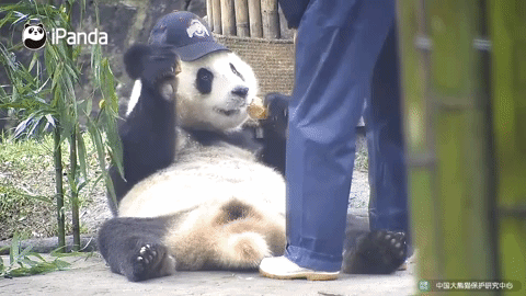 funny baby panda gifimage