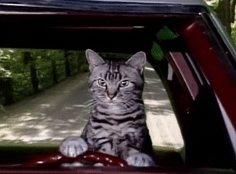Driving Cat GIF by Saturday Night Live - Find & Share on GIPHY