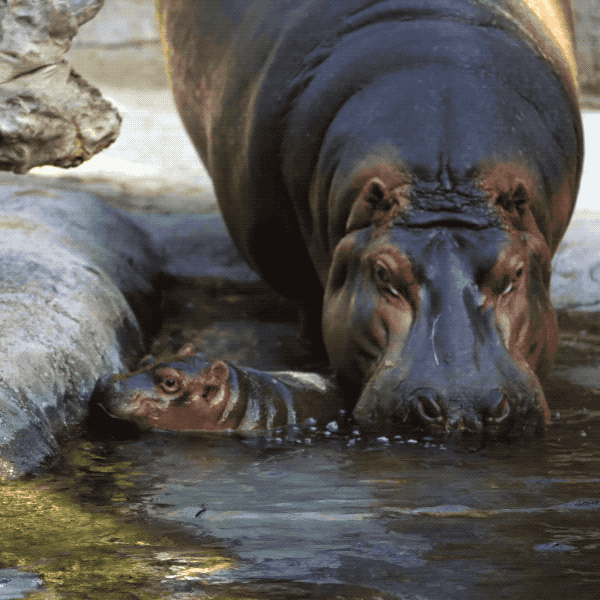 Happy Whats Up GIF by San Diego Zoo Wildlife Alliance Find & Share on