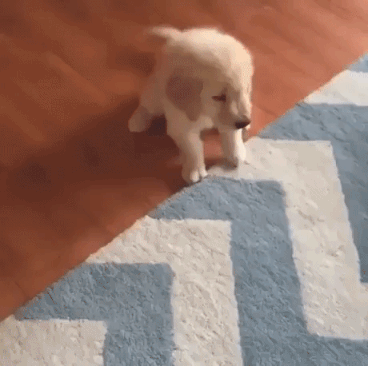 What Was That Puppy in funny gifs