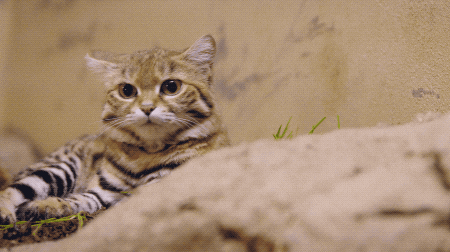 Image result for black footed cat gif