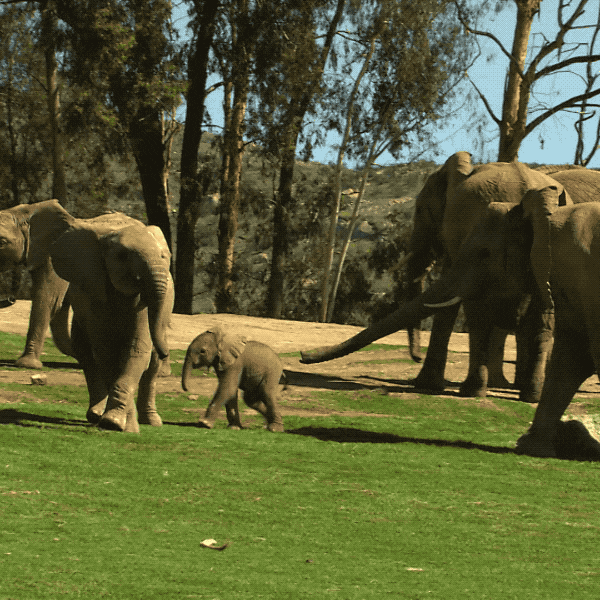 Happy Baby Animals GIF by San Diego Zoo Find & Share on GIPHY