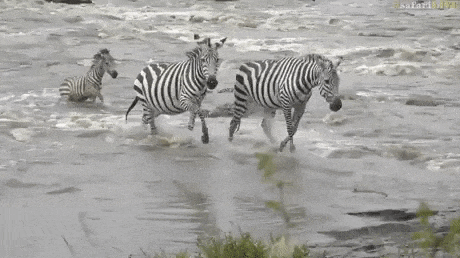 Thug Zebra Baby in animals gifs