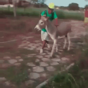 Suplex By Donkey in animals gifs