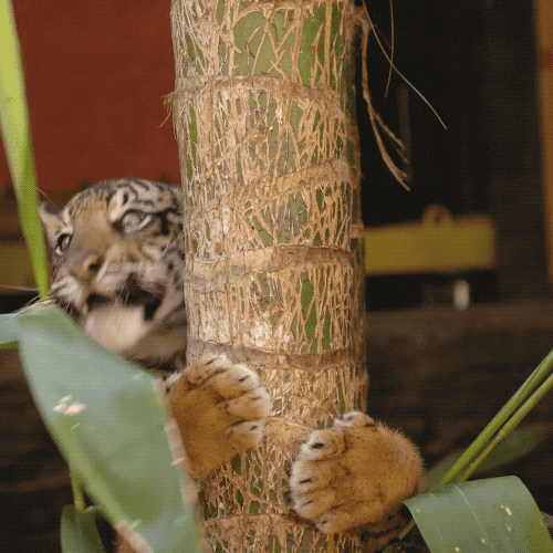 Baby Animals Love GIF by San Diego Zoo Find & Share on GIPHY
