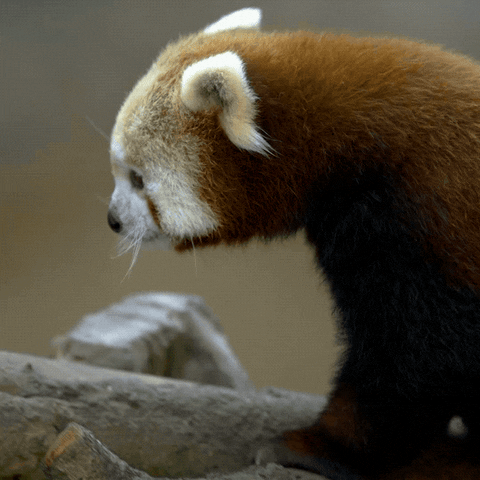 Red Pandas GIFs - Find & Share on GIPHY