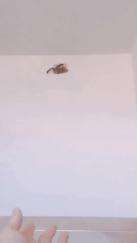 Perfect Landing in funny gifs