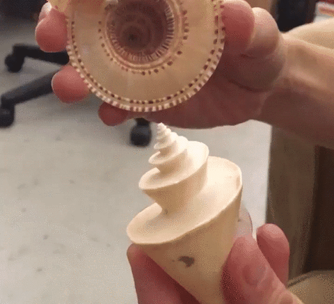 Shells GIFs - Find & Share on GIPHY