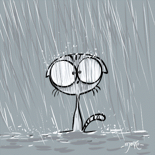 marko cat rain happyday