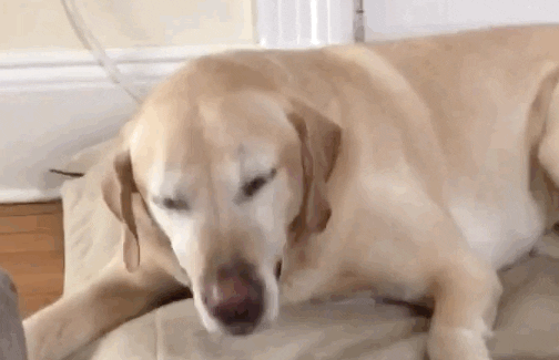 Puppies Sneezing A Lot Reverse Sneezing In Dogs Causes And What You