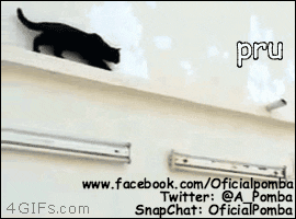 giphy.gif