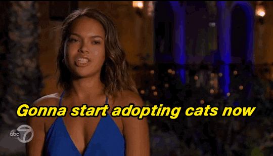 The Bachelor Crazy Cat Lady GIF - Find & Share on GIPHY