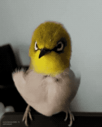 Feels Too Good in animals gifs