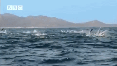 редкие животные, смешные животные, пугающие животные