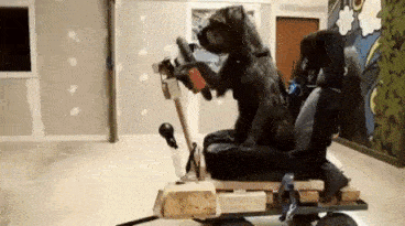 Dog Driver in funny gifs