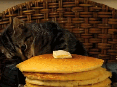  cat hungry pancakes steal pancake GIF
