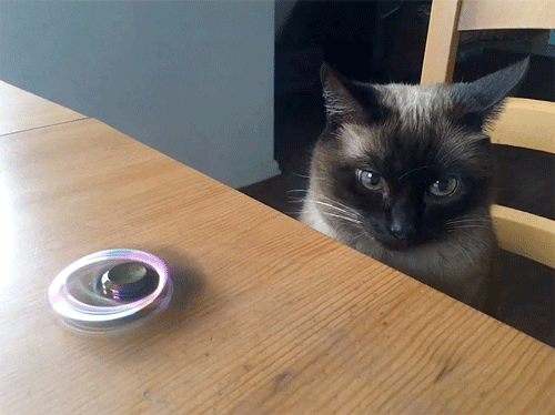 Siamese Cat No GIF by Sarah Zucker - Find & Share on GIPHY