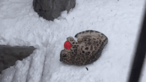 Leopard Having Fun