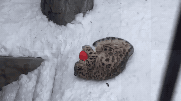 Leopard Having Fun in animals gifs