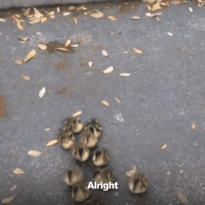 Duck Baby Came From Nowhere in funny gifs