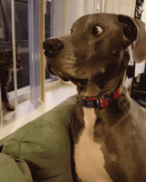 external_gif