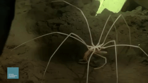 редкие животные, смешные животные, пугающие животные