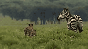 Zebra Had Enough in animals gifs