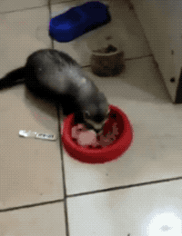 Thats My Food in funny gifs