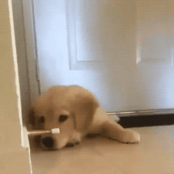 Wall Protector in funny gifs