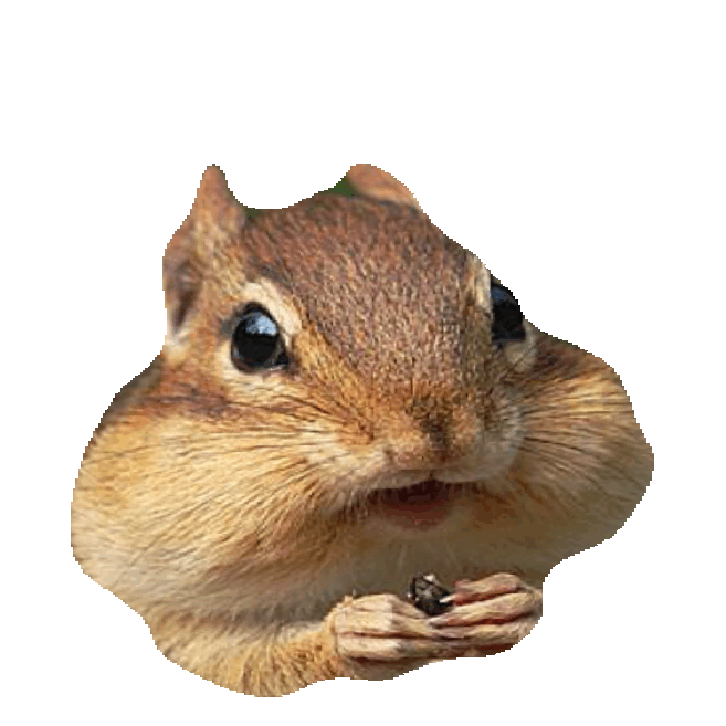 Squirrel Sticker by imoji for iOS & Android GIPHY