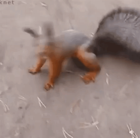 редкие животные, смешные животные, пугающие животные