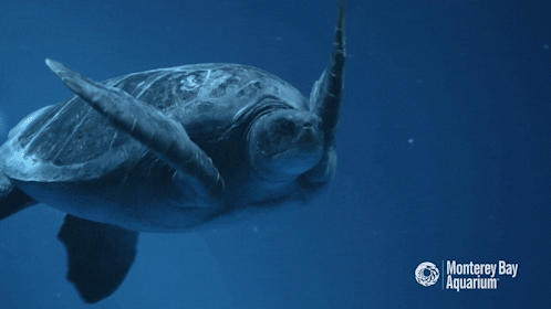 10 datos interesantes sobre las tortugas marinas