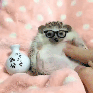 Hedgehog GIF - Find & Share on GIPHY