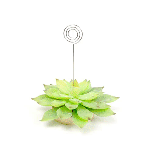 placecard holder