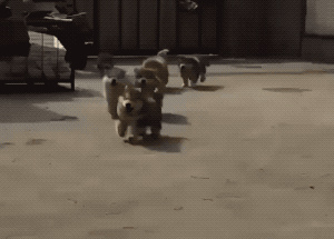 Wolf Pack Attack in animals gifs