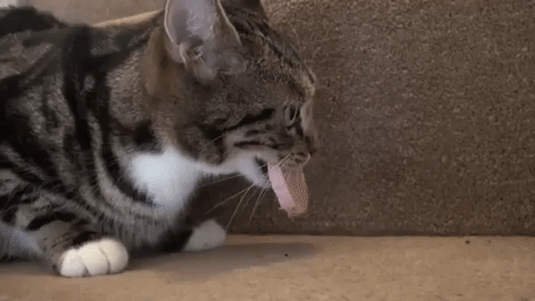 Смешные животные, животные ведут себя странно, нелепые животные