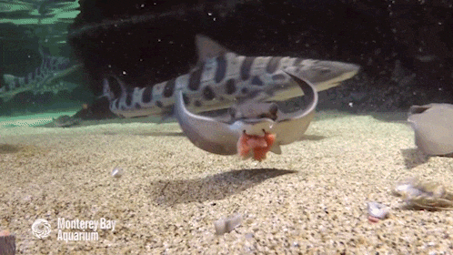 Leopard Shark GIFs - Find & Share on GIPHY
