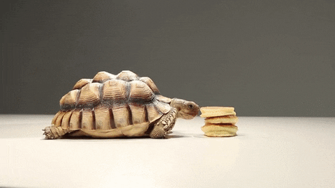 happy tortoise, eating pancakes